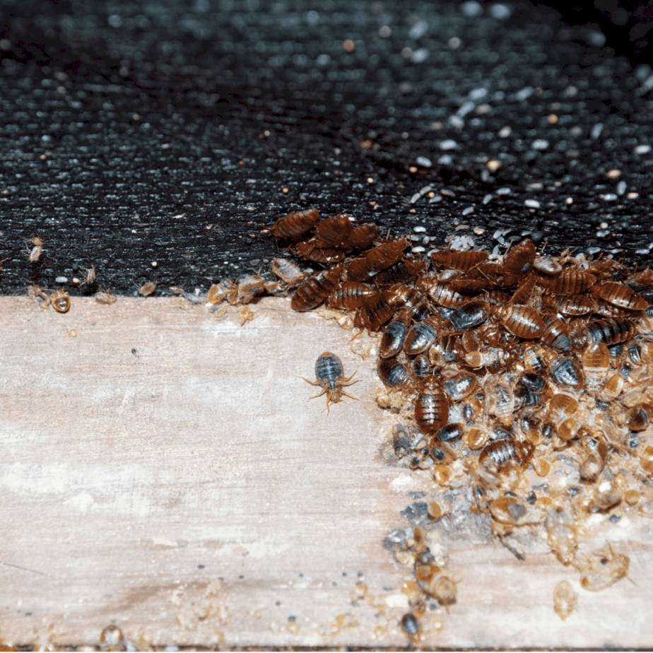 img-The Cochran Firm Bed Bugs