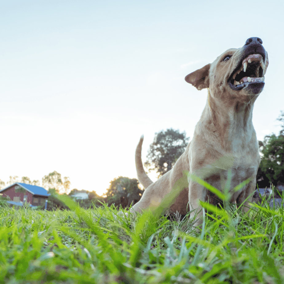 img-The Cochran Firm Dog Bites
