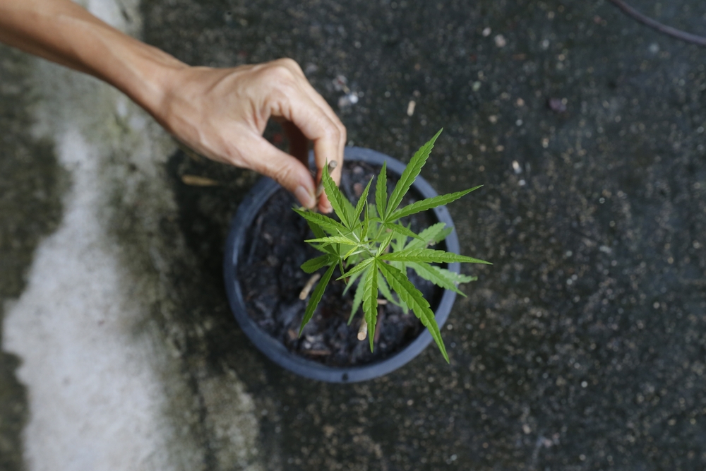 Legalization of Cannabis